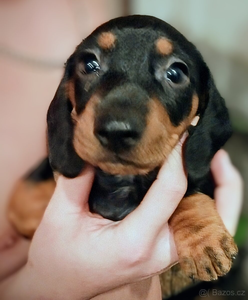 Krátkosrstý jezevčík - 2