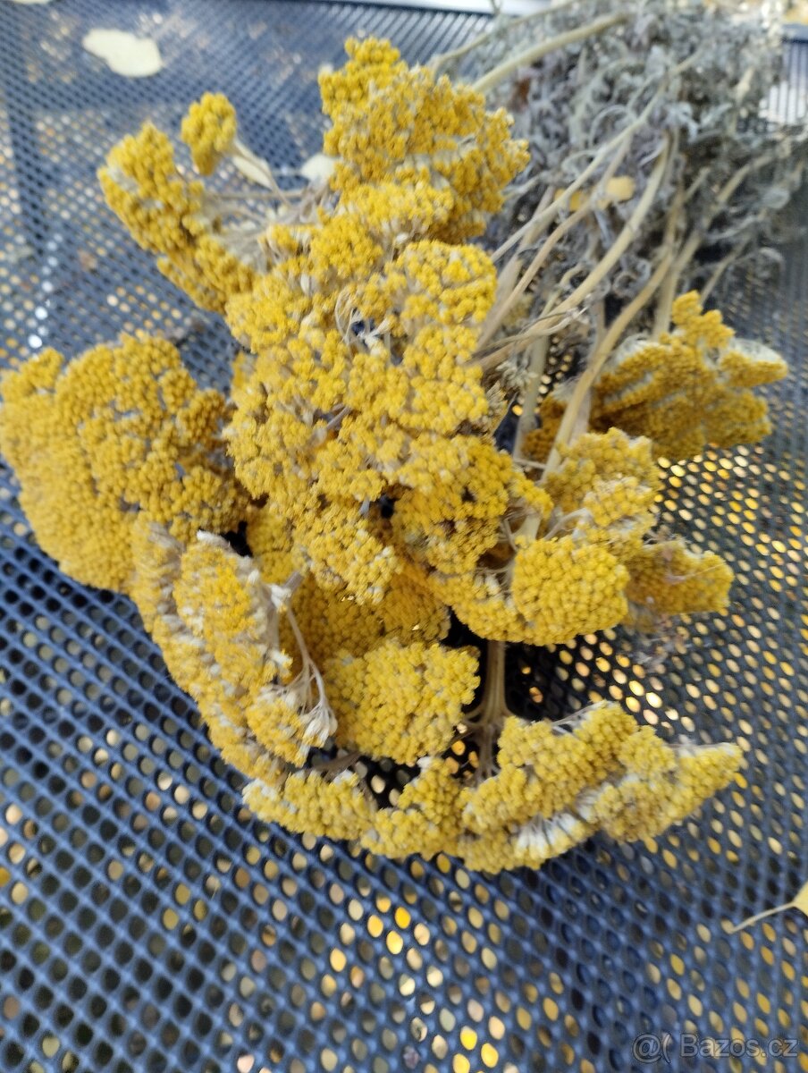 Sušený žebříček - 2