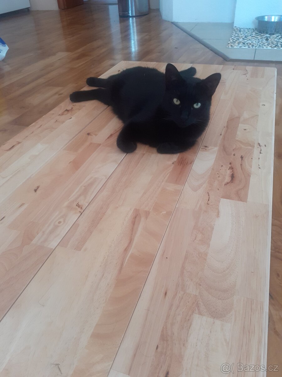 Celomasivní dřevěná podlaha HEVEA - 599,- Kč/ m2 - 2