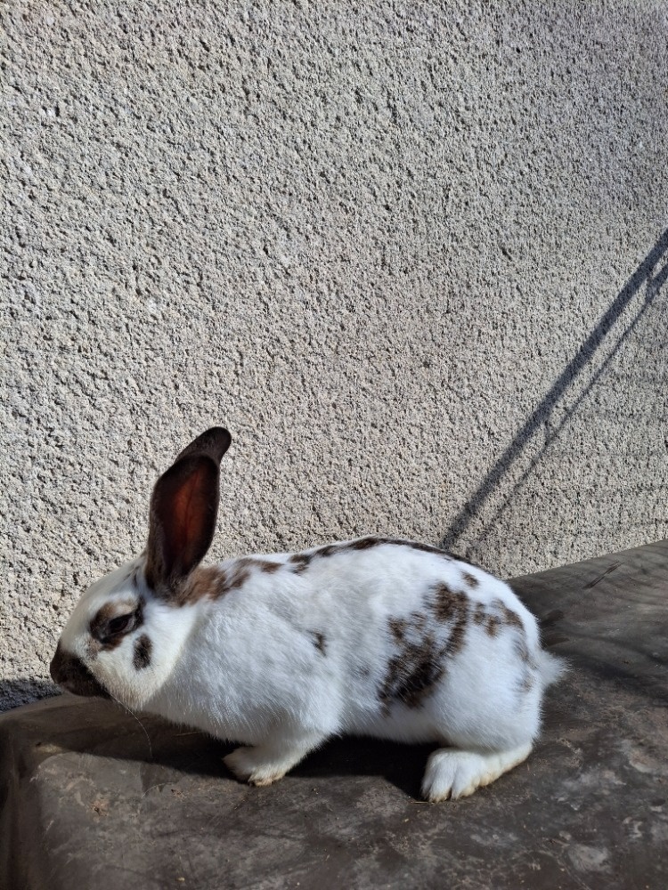 Samice králíka na chov - 2