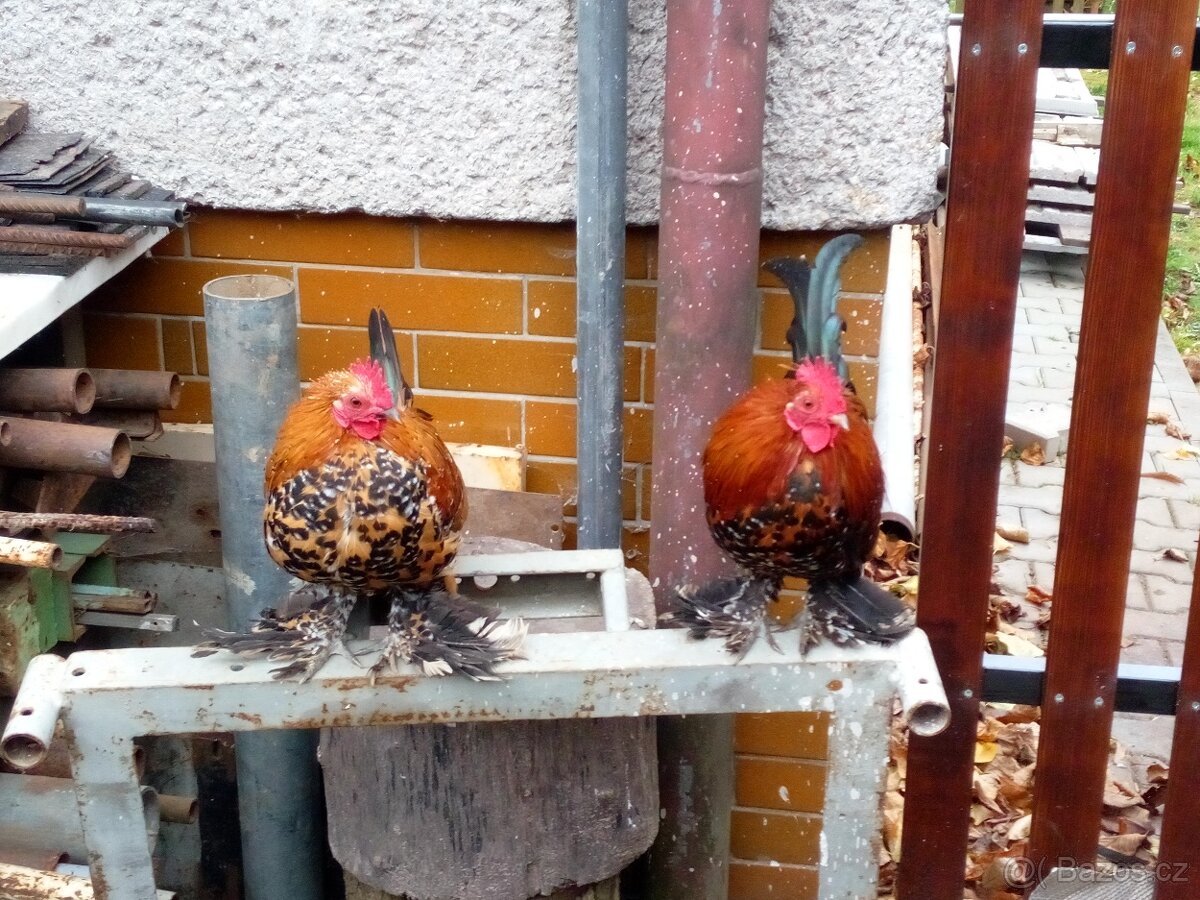 Zakrslá rousná (kohout) - 2