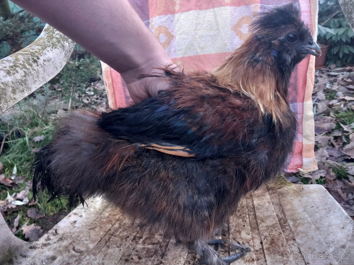 Kohouti hedvábničky zakrslé - 2