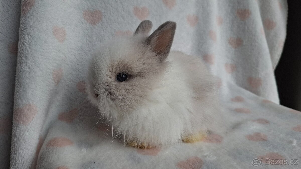 Zakrslý dlouhosrstý králík - 2