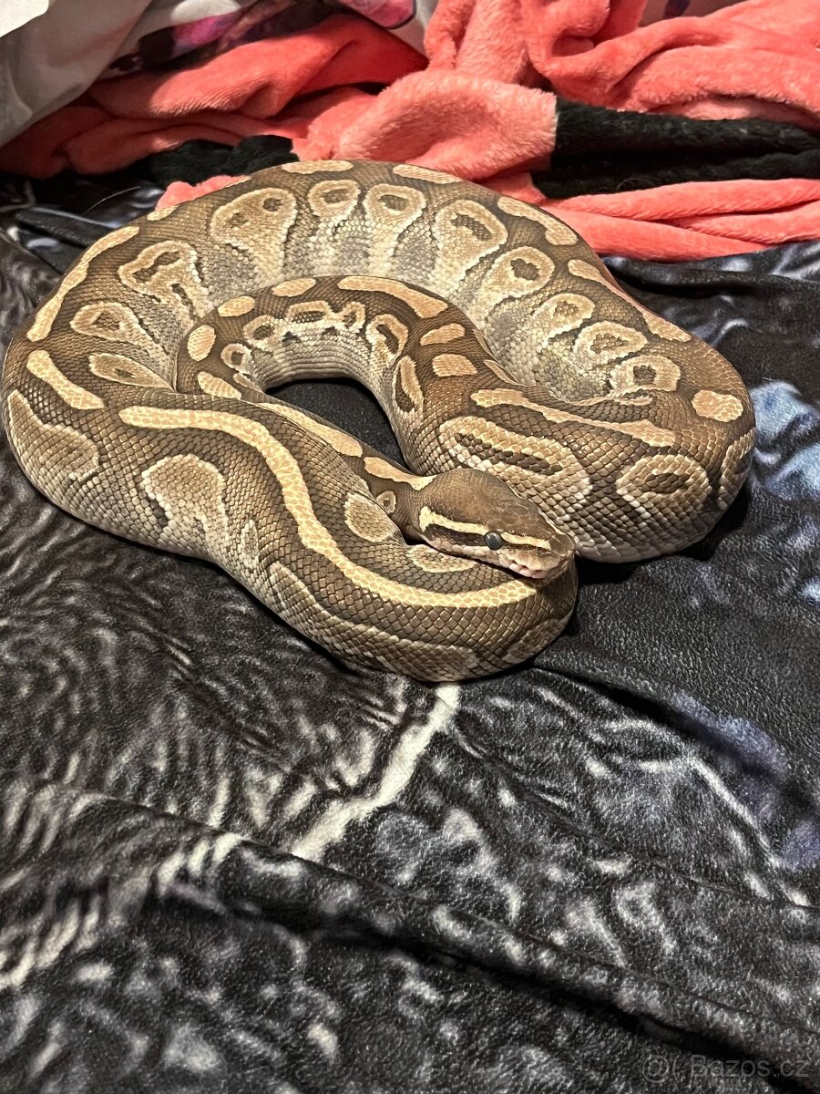 Python regius - krajta královská - 2