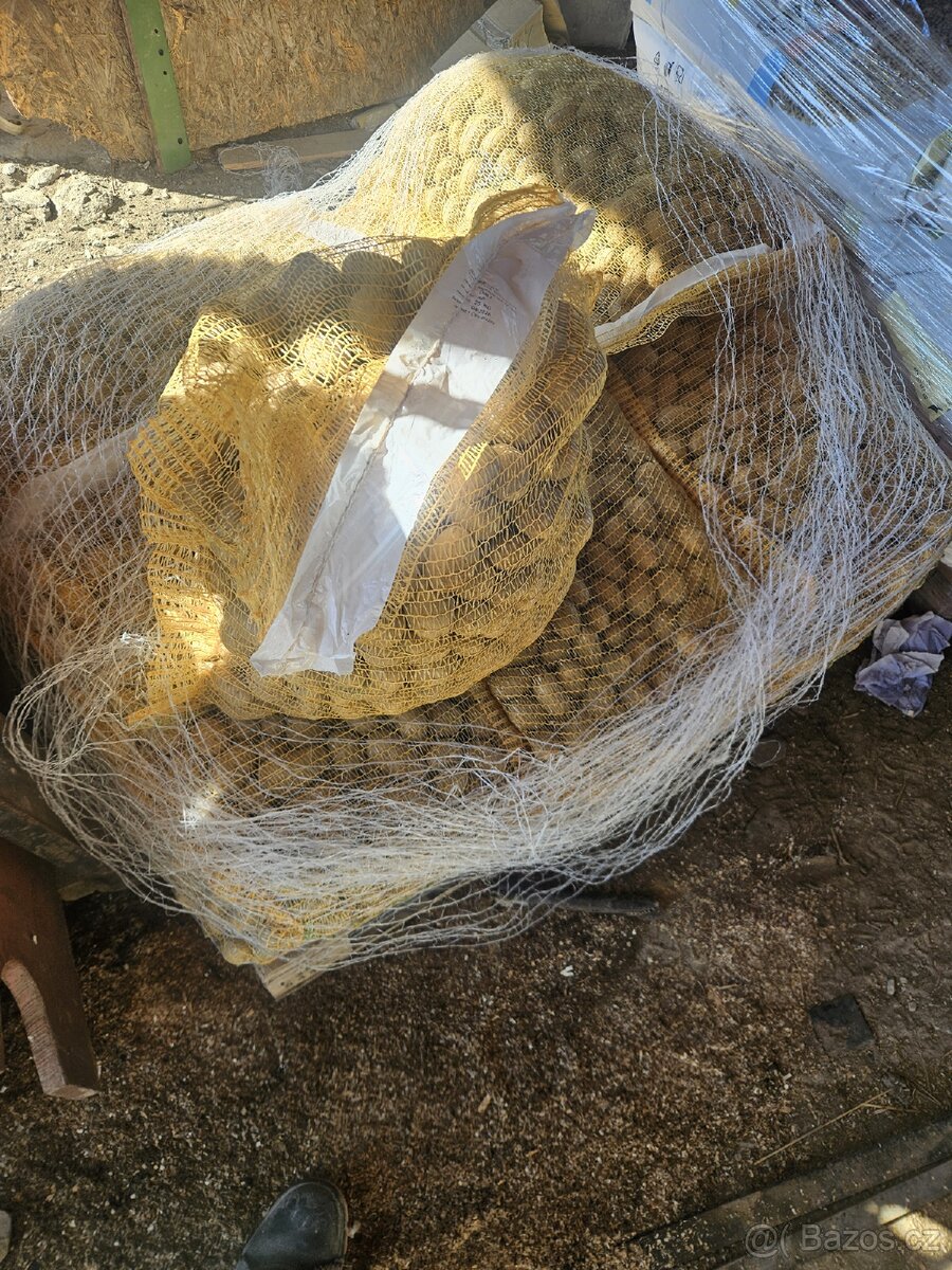 Sadbove brambory Dali - 2