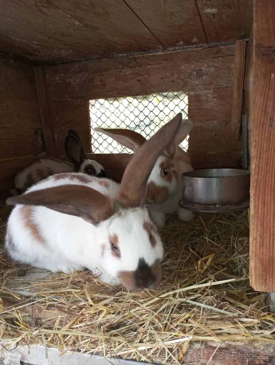 Samice i samci německý obrovitý strakáč a kříženci obrů - 2