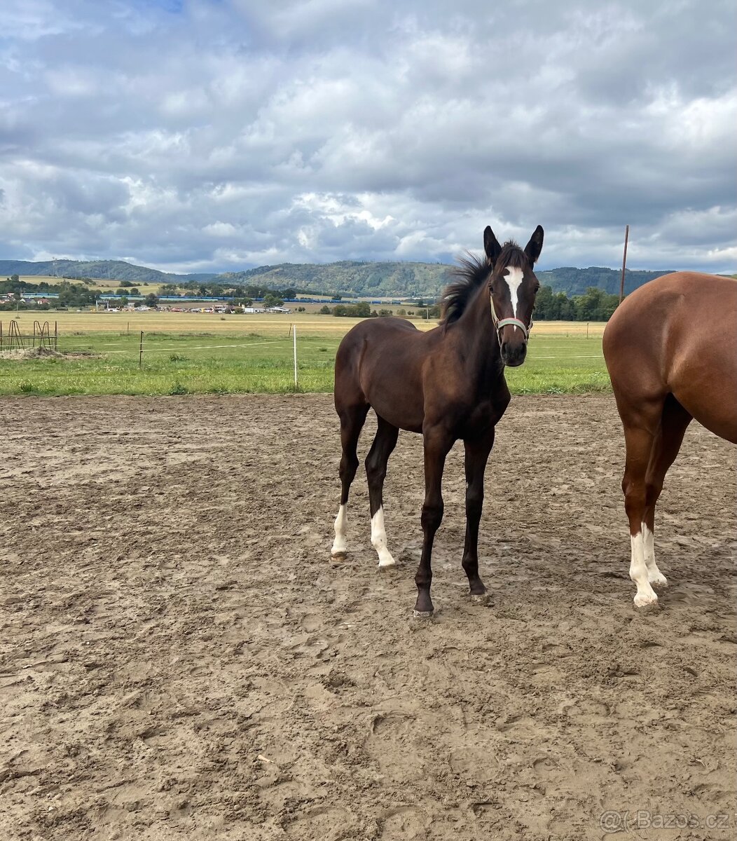 Letošní hřebeček po Christ - 2