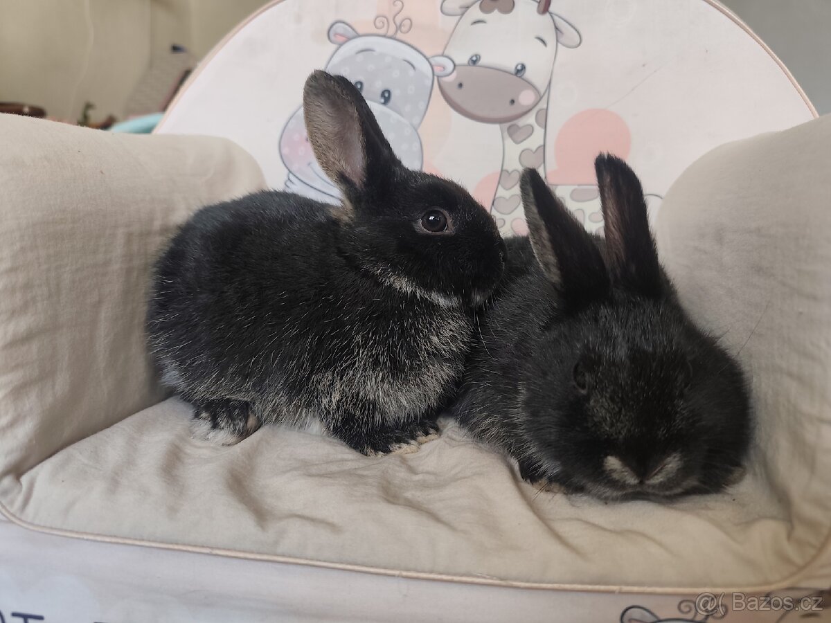 Zakrslý králík (rex x beránek) - 2