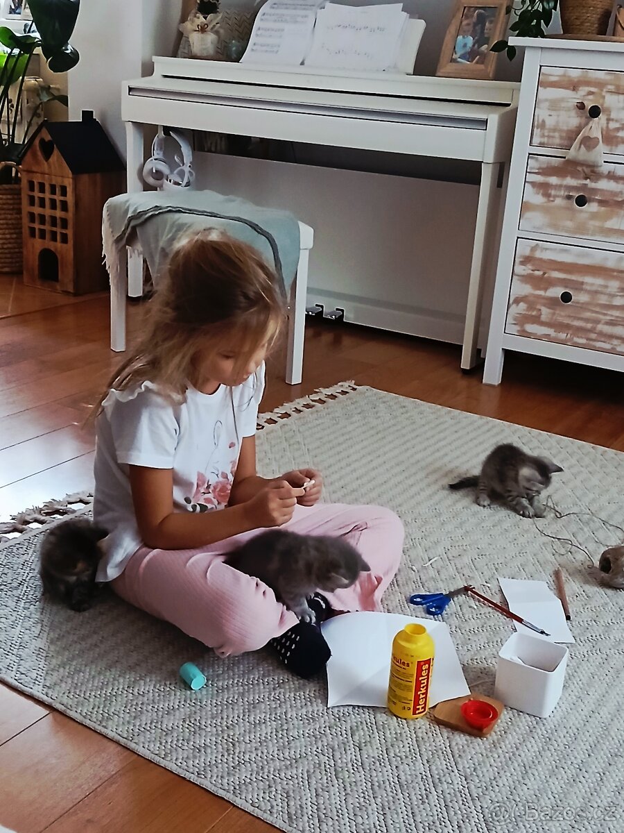 Britská koťátka - 2