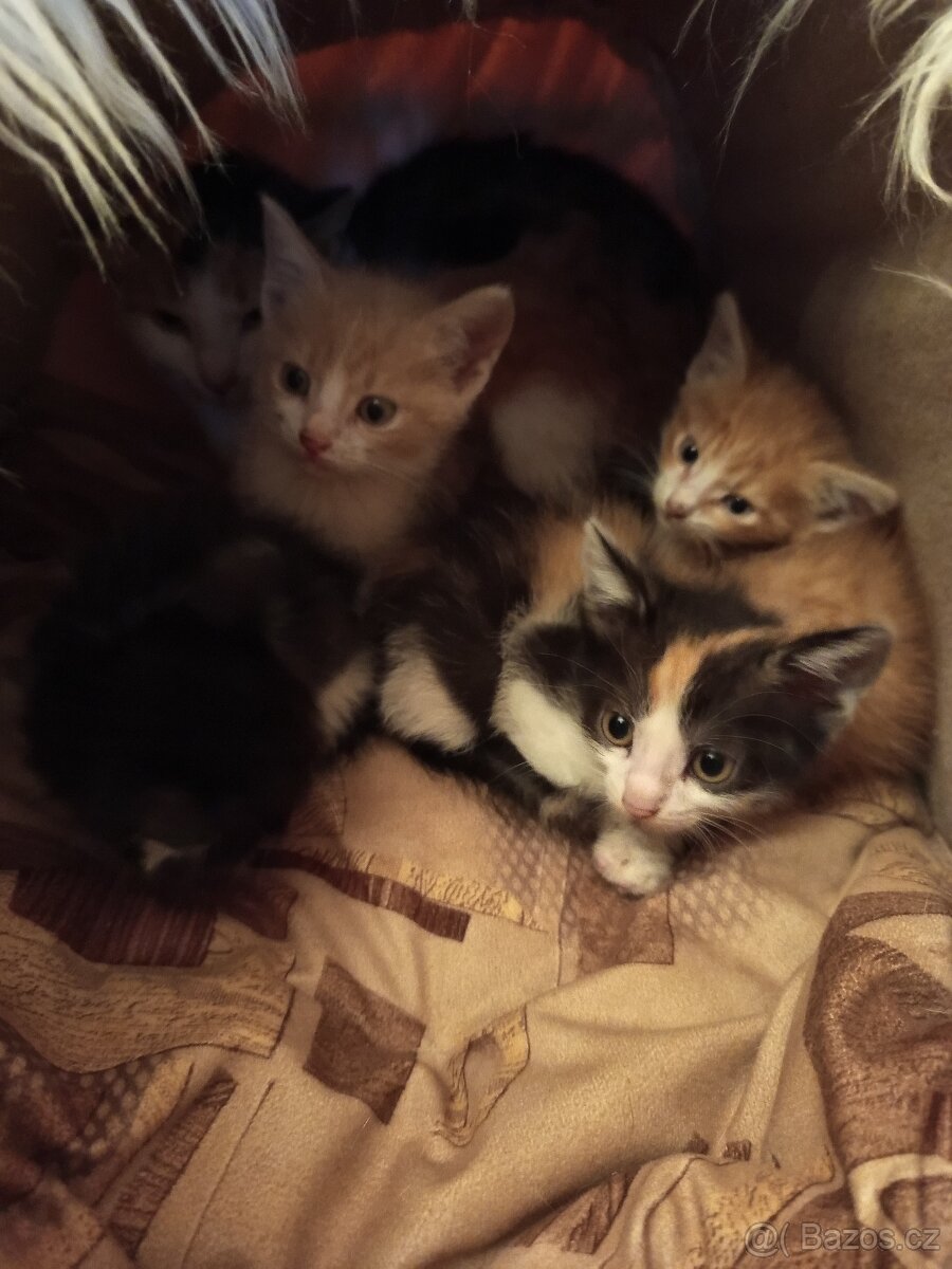 Koťátka zdarma - 2