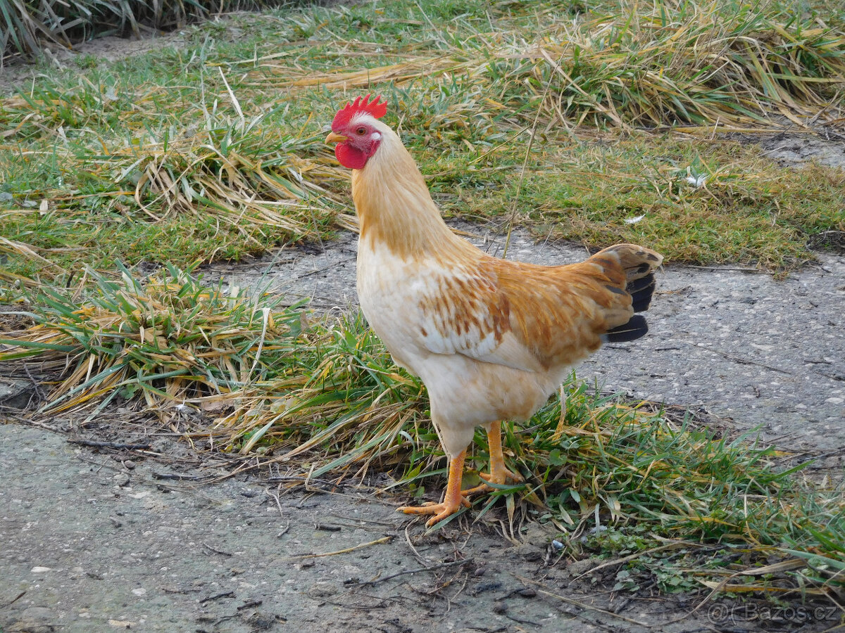 Mladý kohout - 2