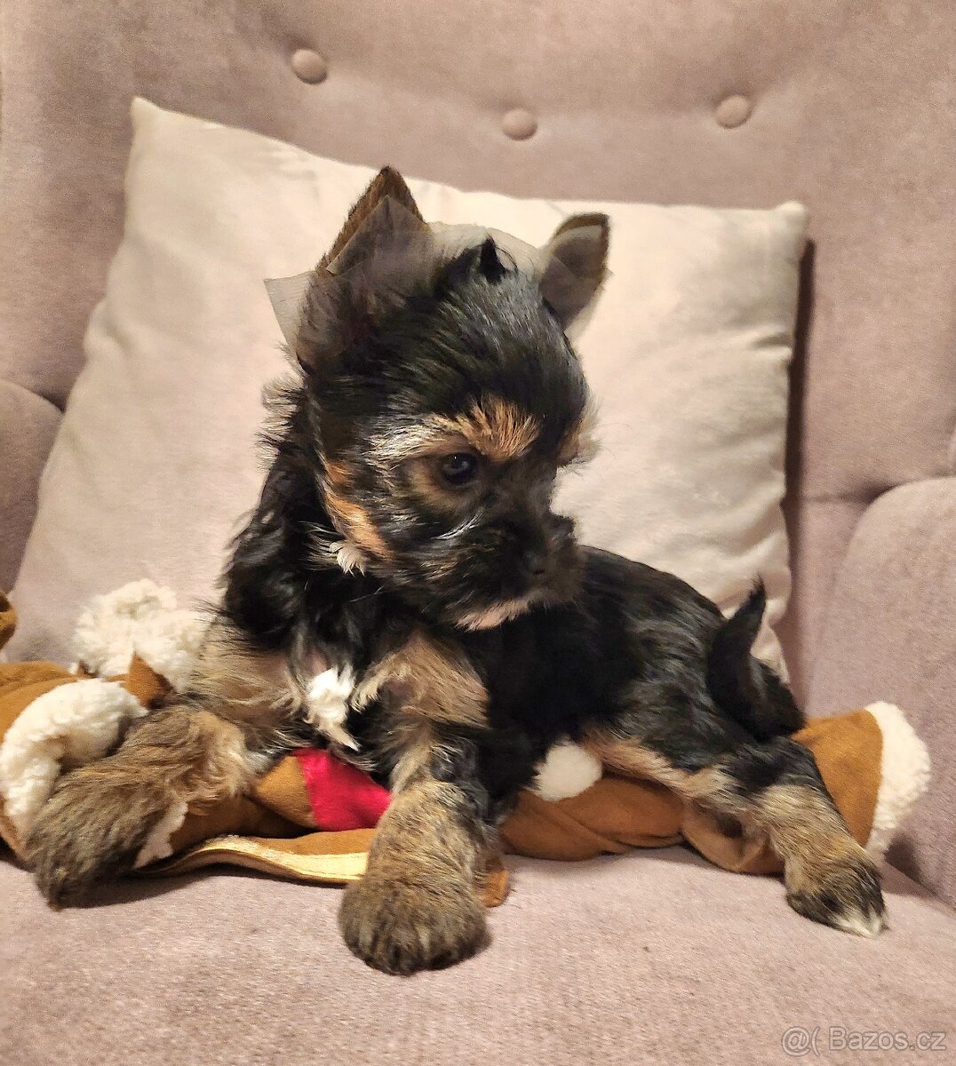 Jorkšírský teriér - 2