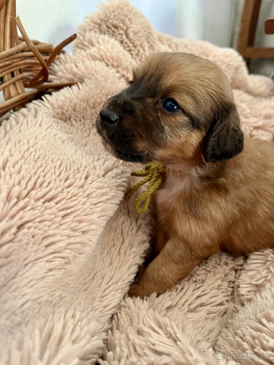 Štěňata kříženec Parson russel teriér - 2