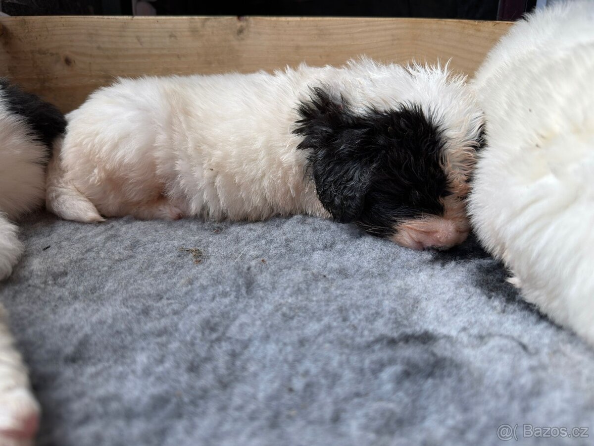 plemene Landseer - 2