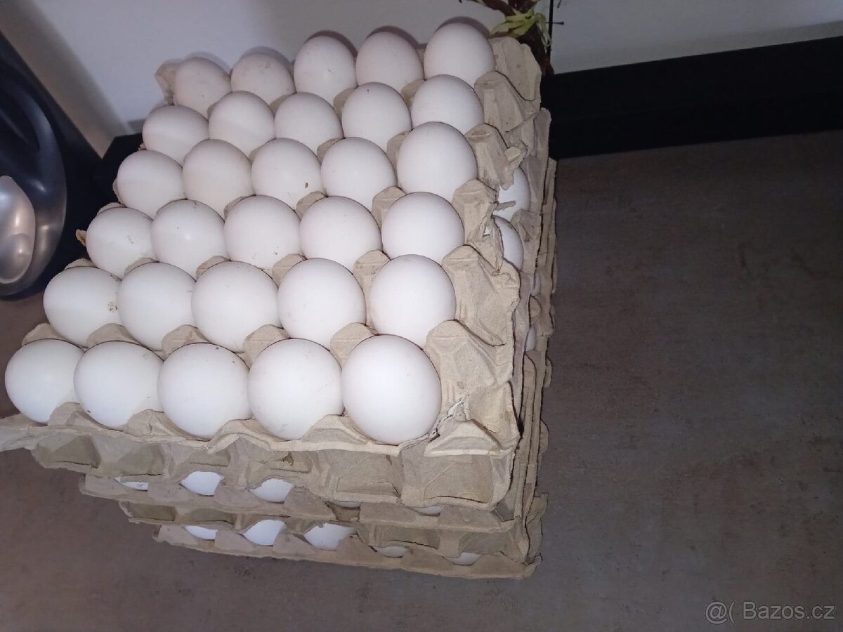 Domácí vejce - 2
