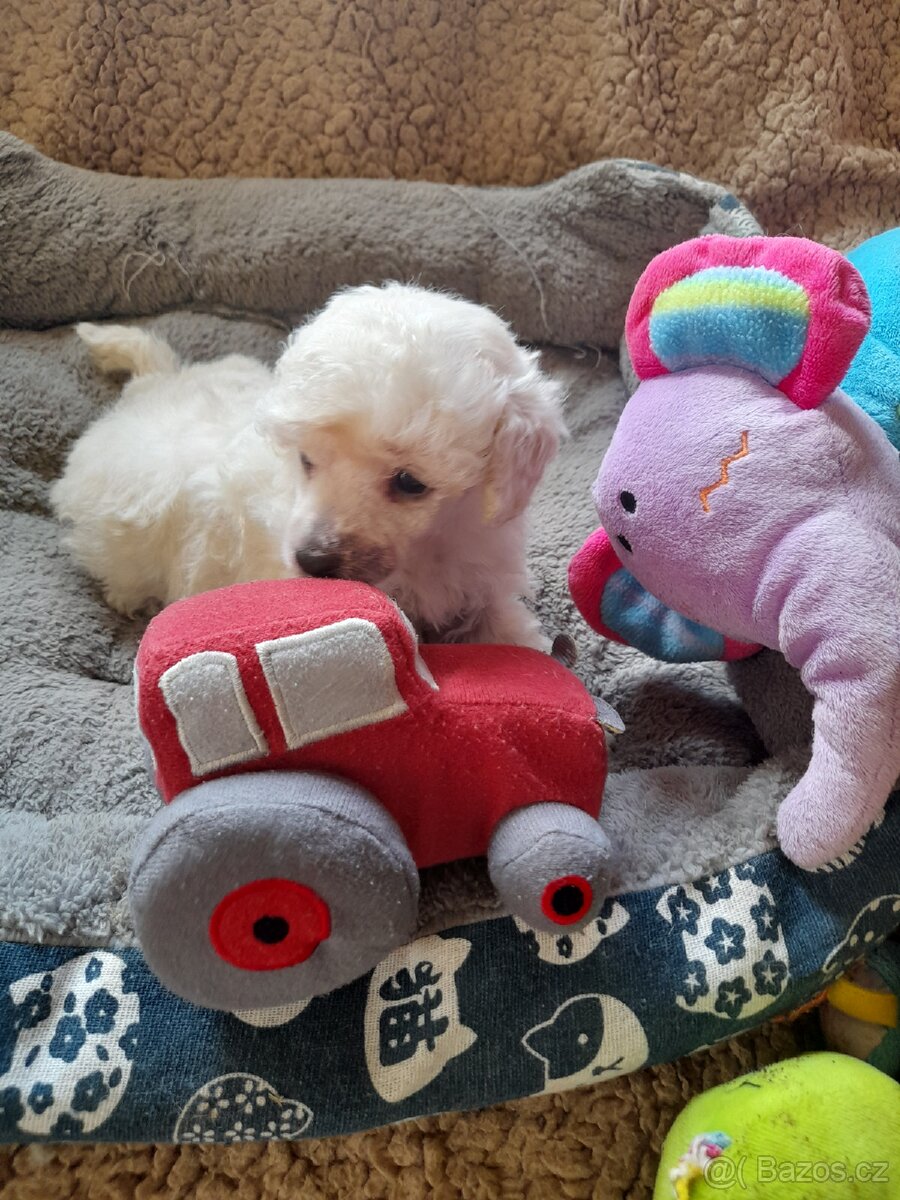 Pudl trpasličí - 2