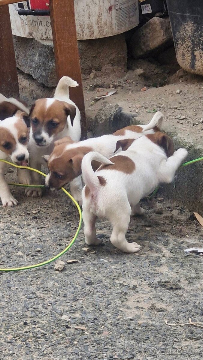 Jack Russell teriér - 2