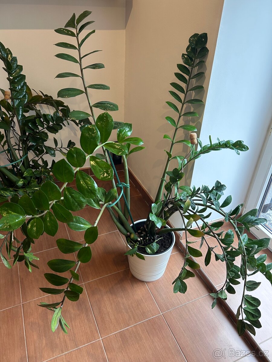 Zamioculcas 150cm Kulkas Zamiolistý sukulent zamiokulkas - 2