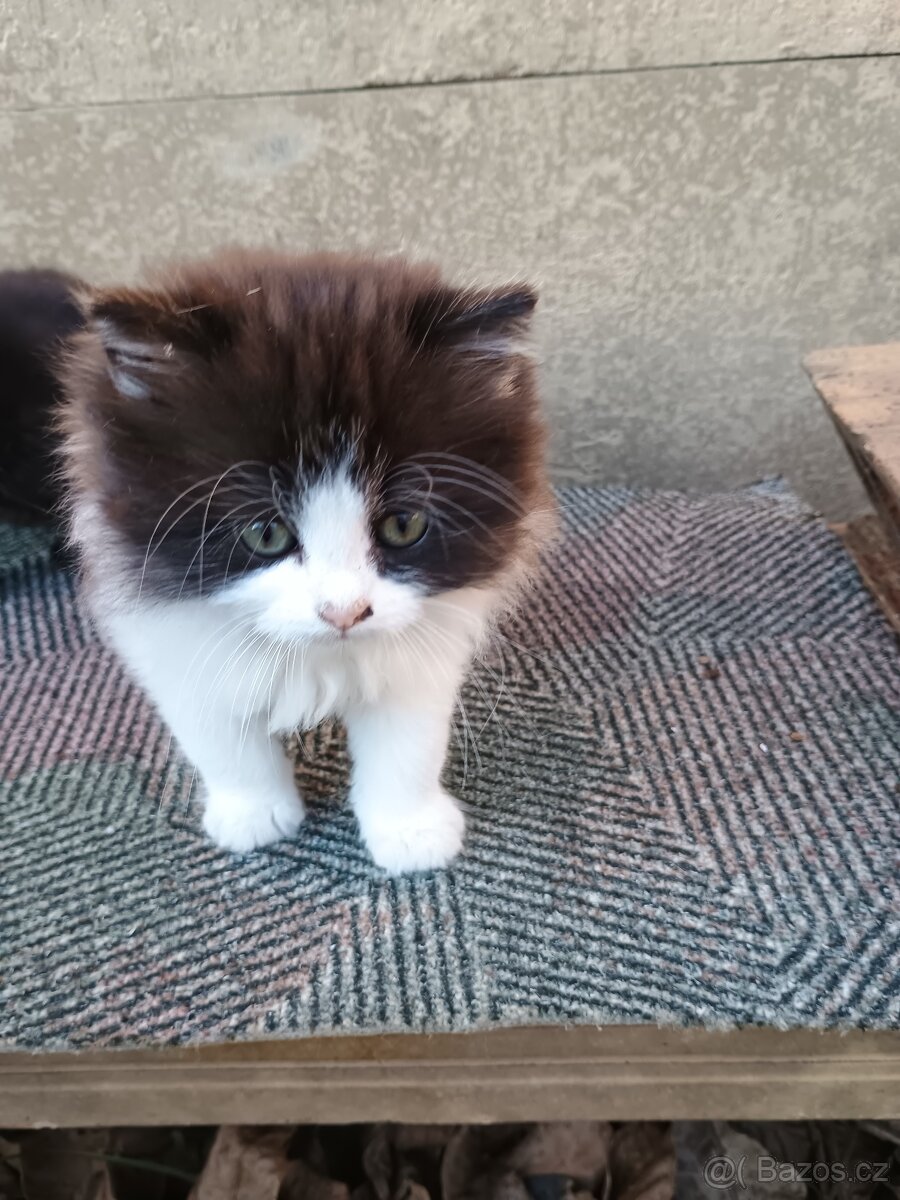 Koťátka zdarma k odběru - 2