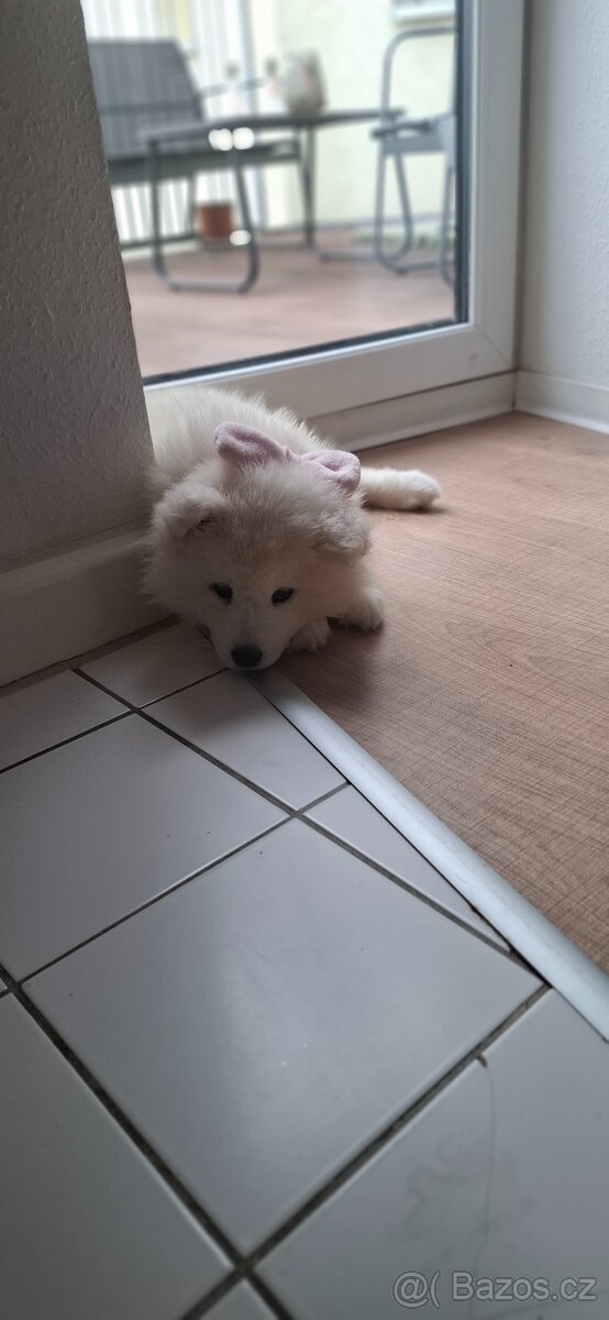 Samojed fenečka - 2