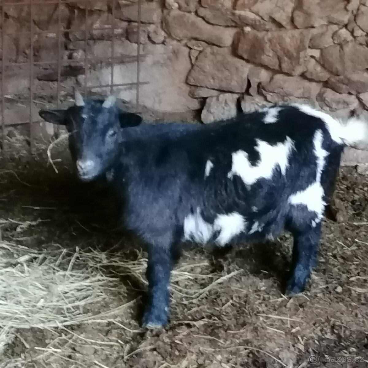 Holandské zakrslé kozy - 2