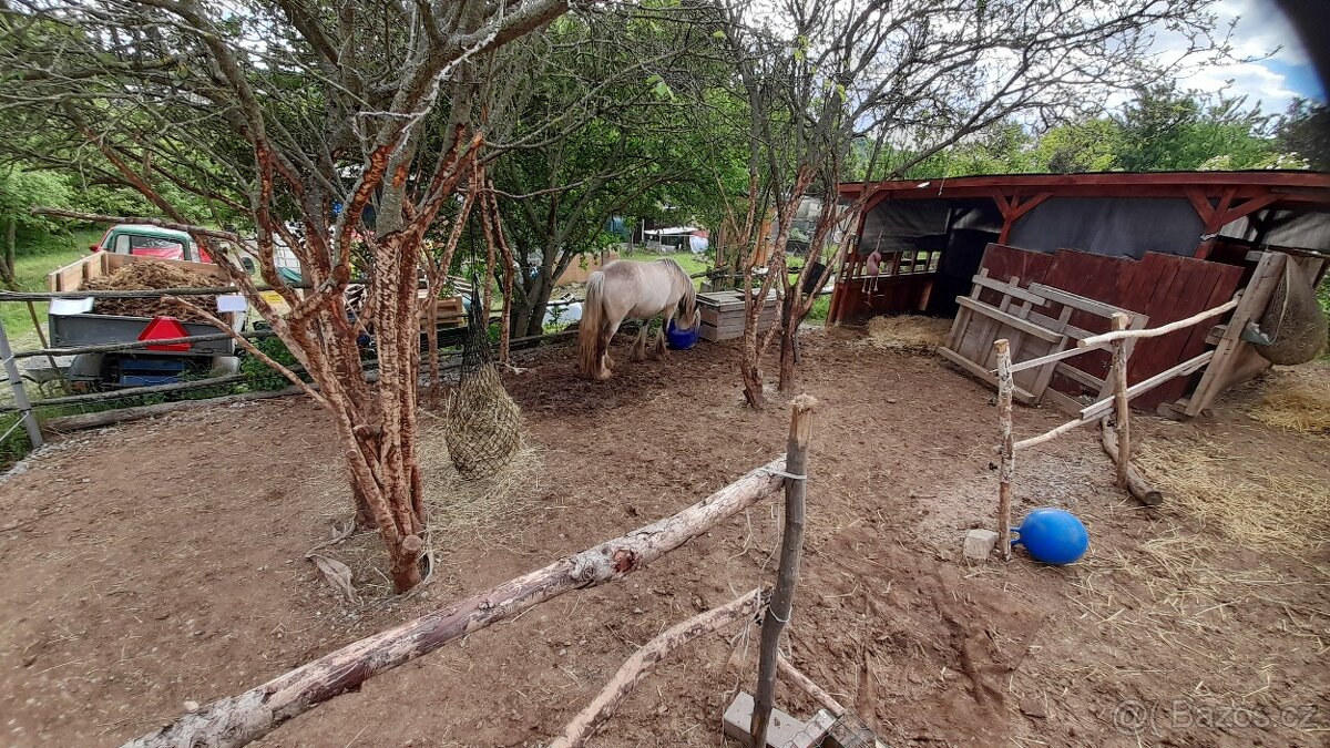 Nabídka ustájení 24/7 - 2