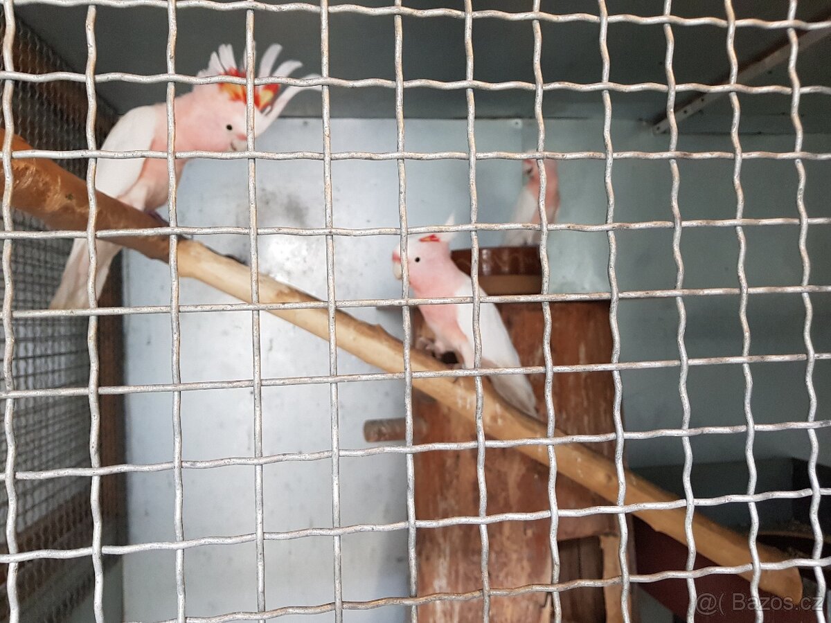 Prodám 1.0 Kakadu inka kr 22, DNA - 2