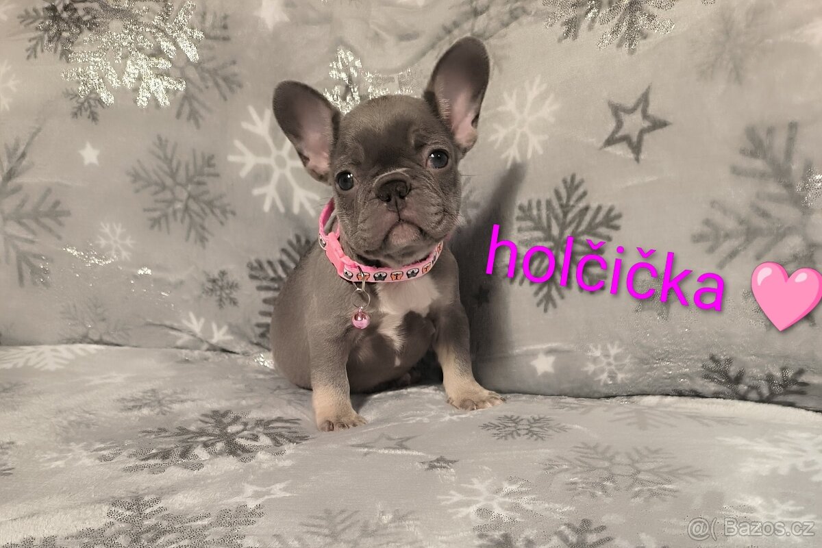 Francouzský buldoček - 2