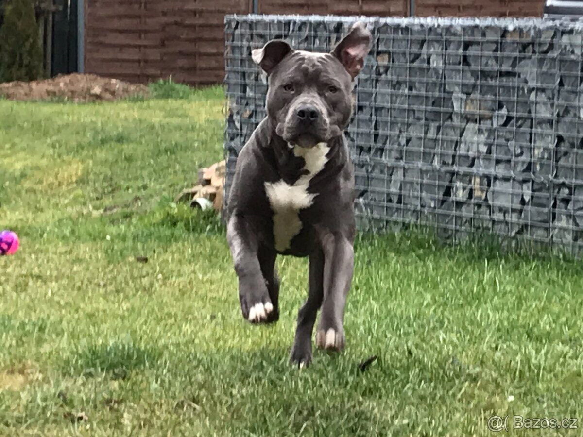 Americký Stafordšírský teriér, AST, Amstaf - KRYTÍ - 2