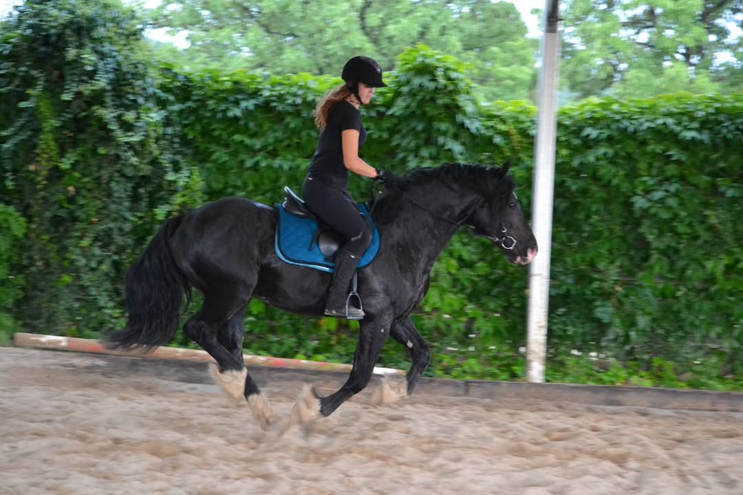 Welsh cob připouštění - 2