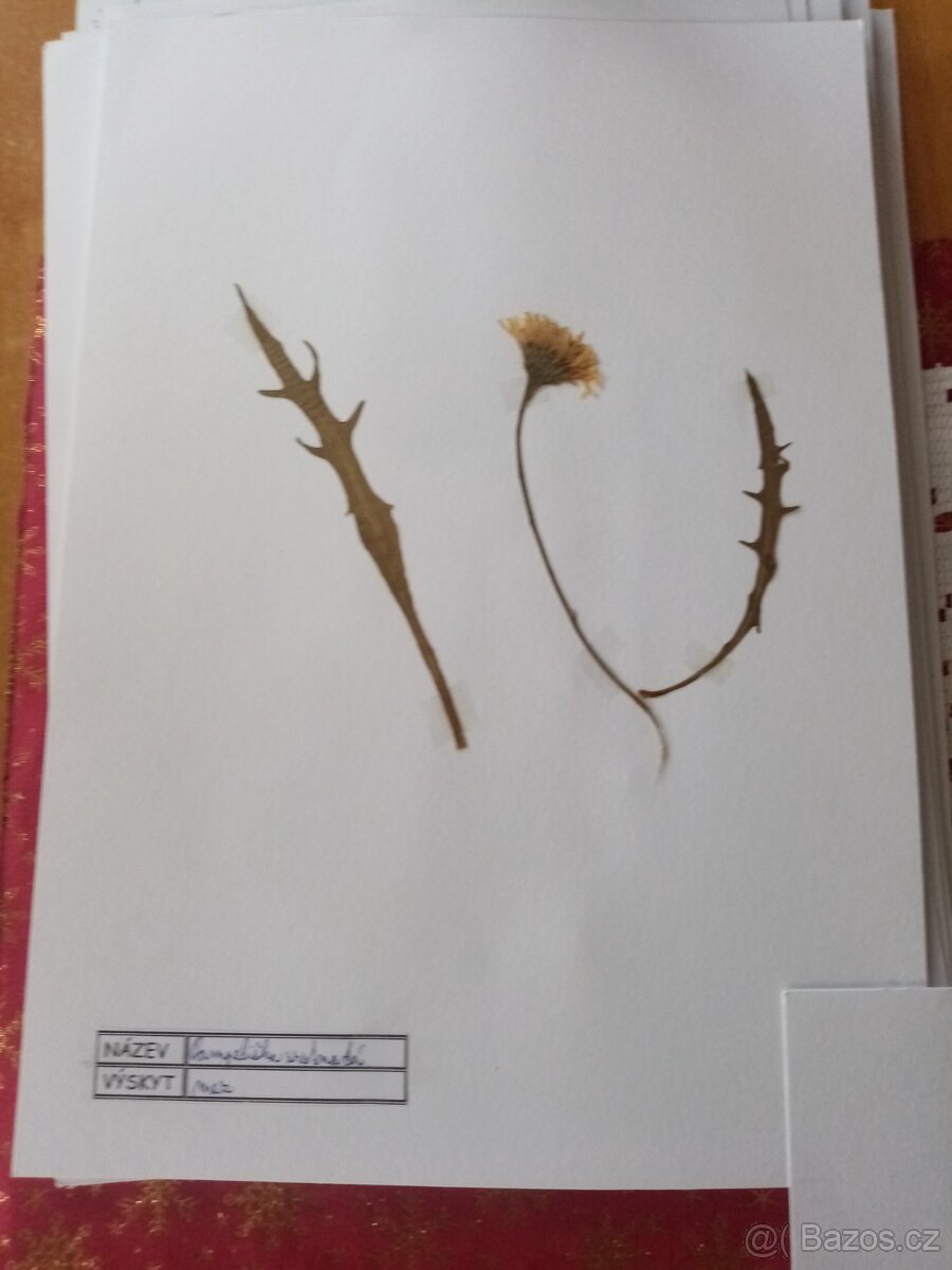 Herbář - 2