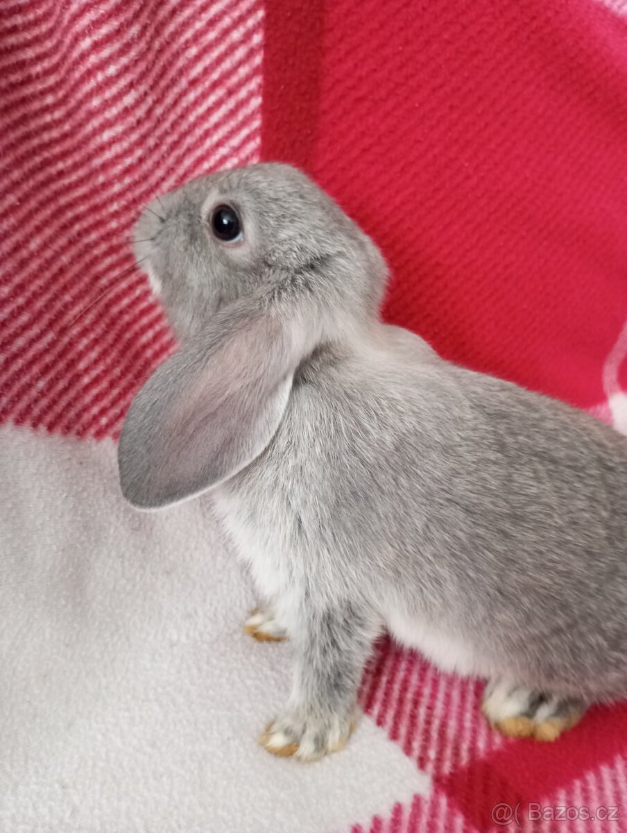 Zakrslý beránek králíček - 2