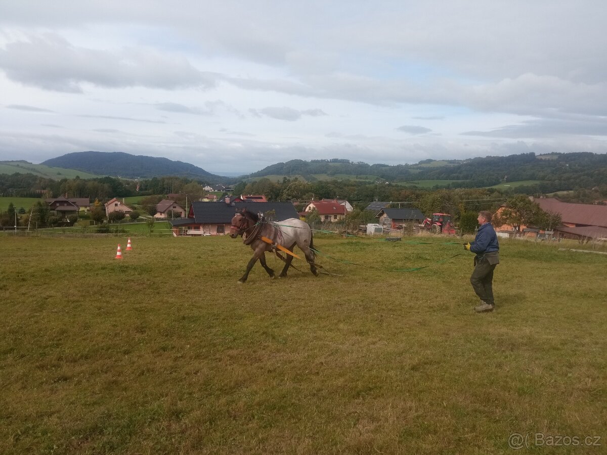 Prodám Slezského Norika - 2