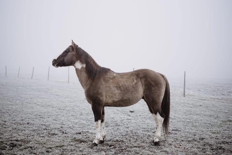 Apha žrebec pripustanie - 2