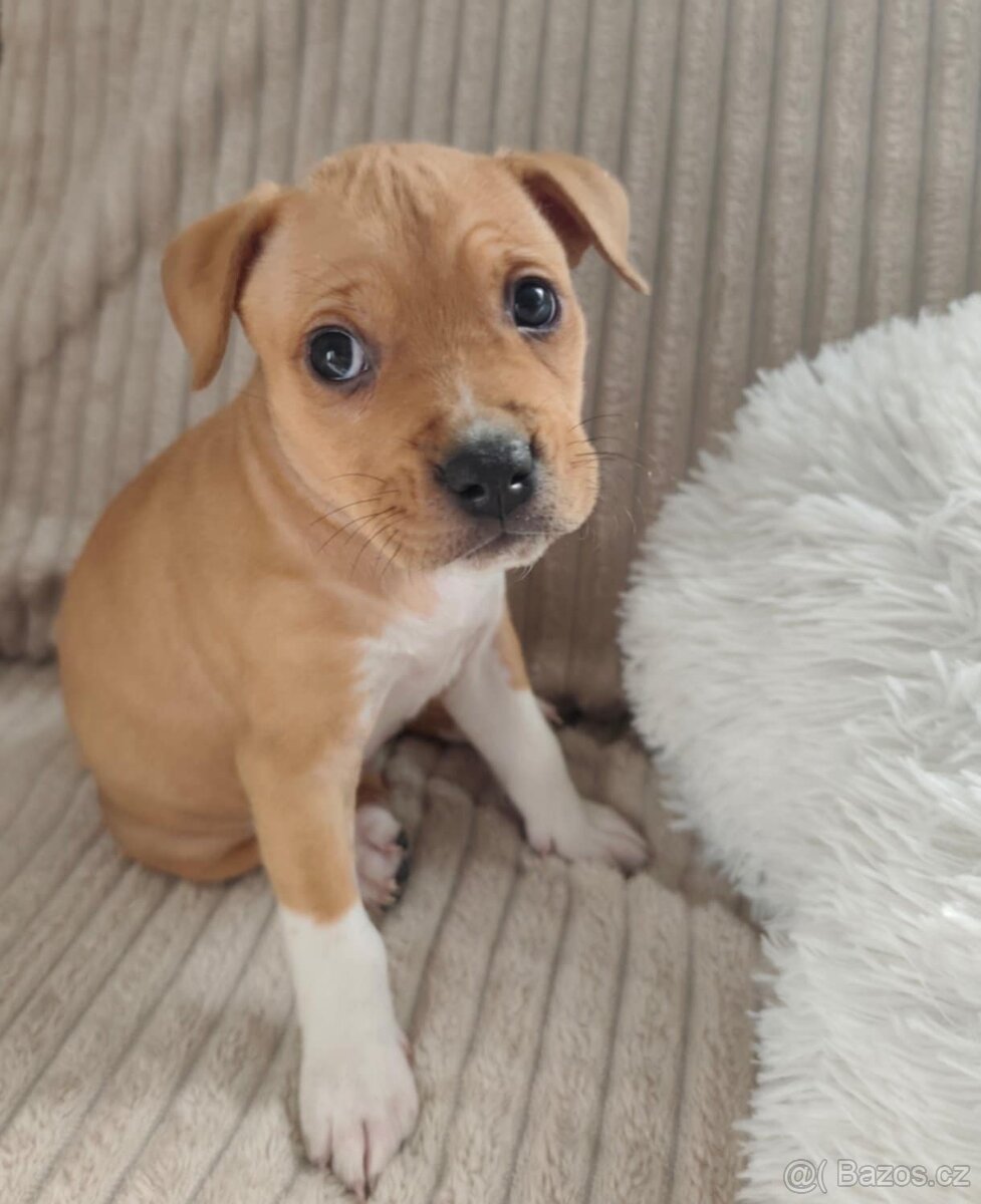 Americký Stafordšírský Teriér - 2