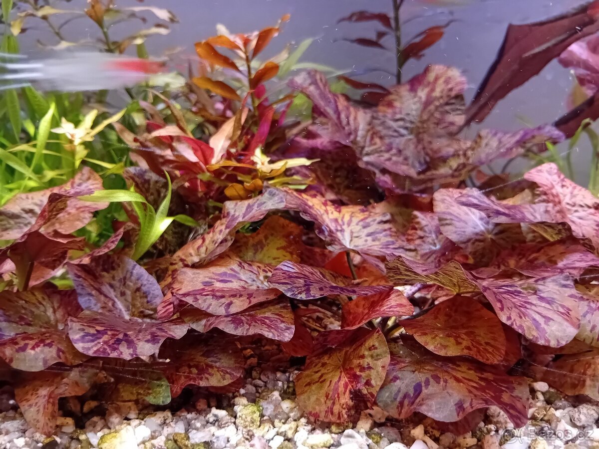 Akvarijní rostliny - 2