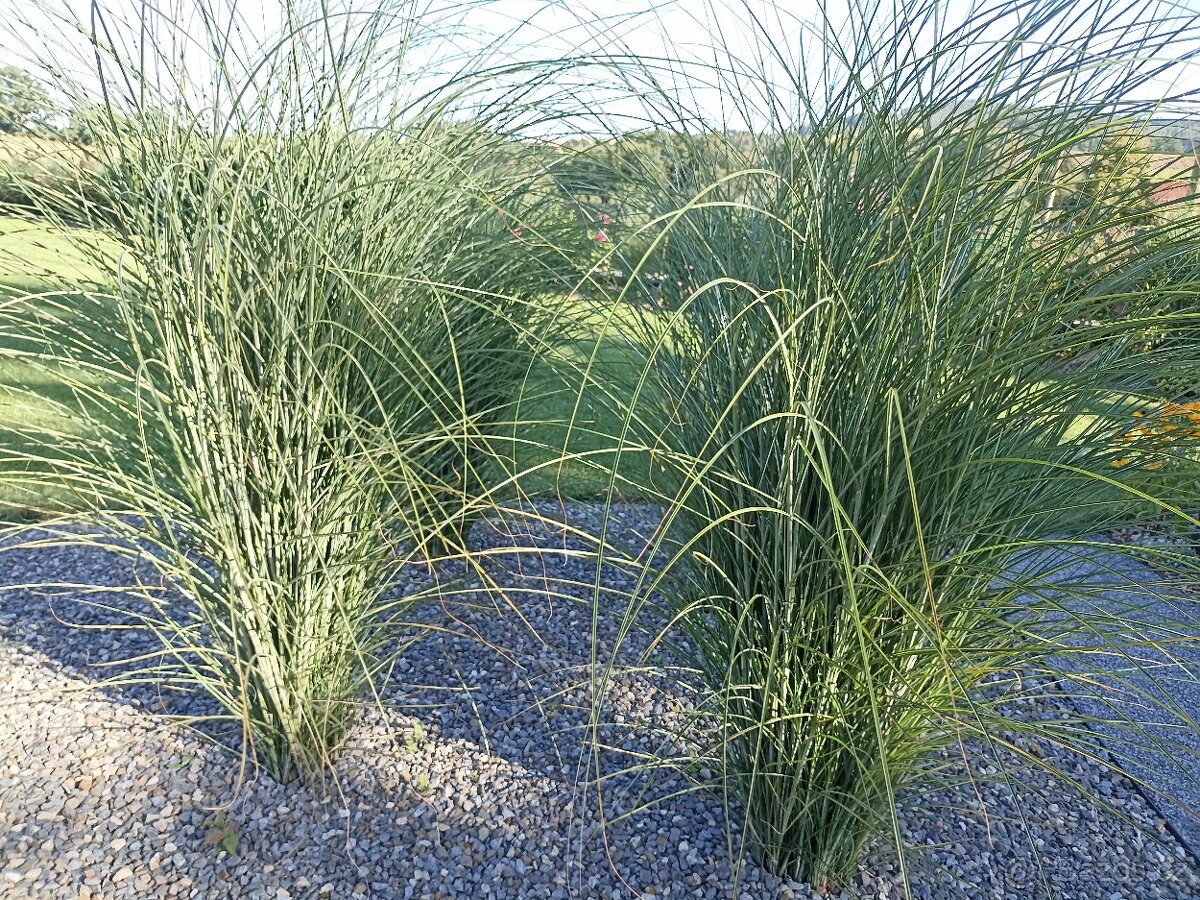 Ozdobnice čínská - 2