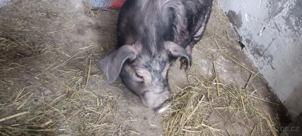 Klapouché prase - 2