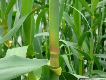 ARUNDO DONAX - ROBUSTNÍ BAMBUSOVÁ TRÁVA - 2