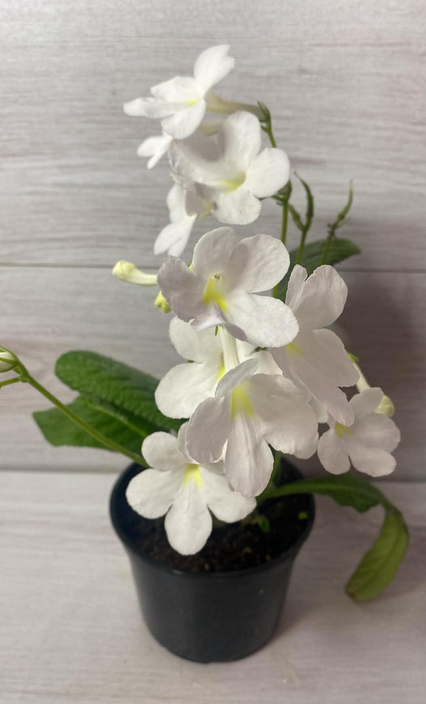 Streptocarpus - tořivka - 2