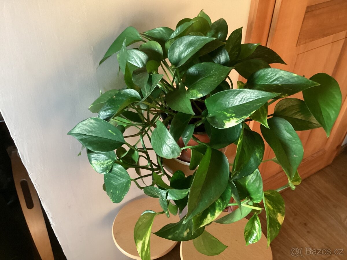 Potos Epipremnum - 2