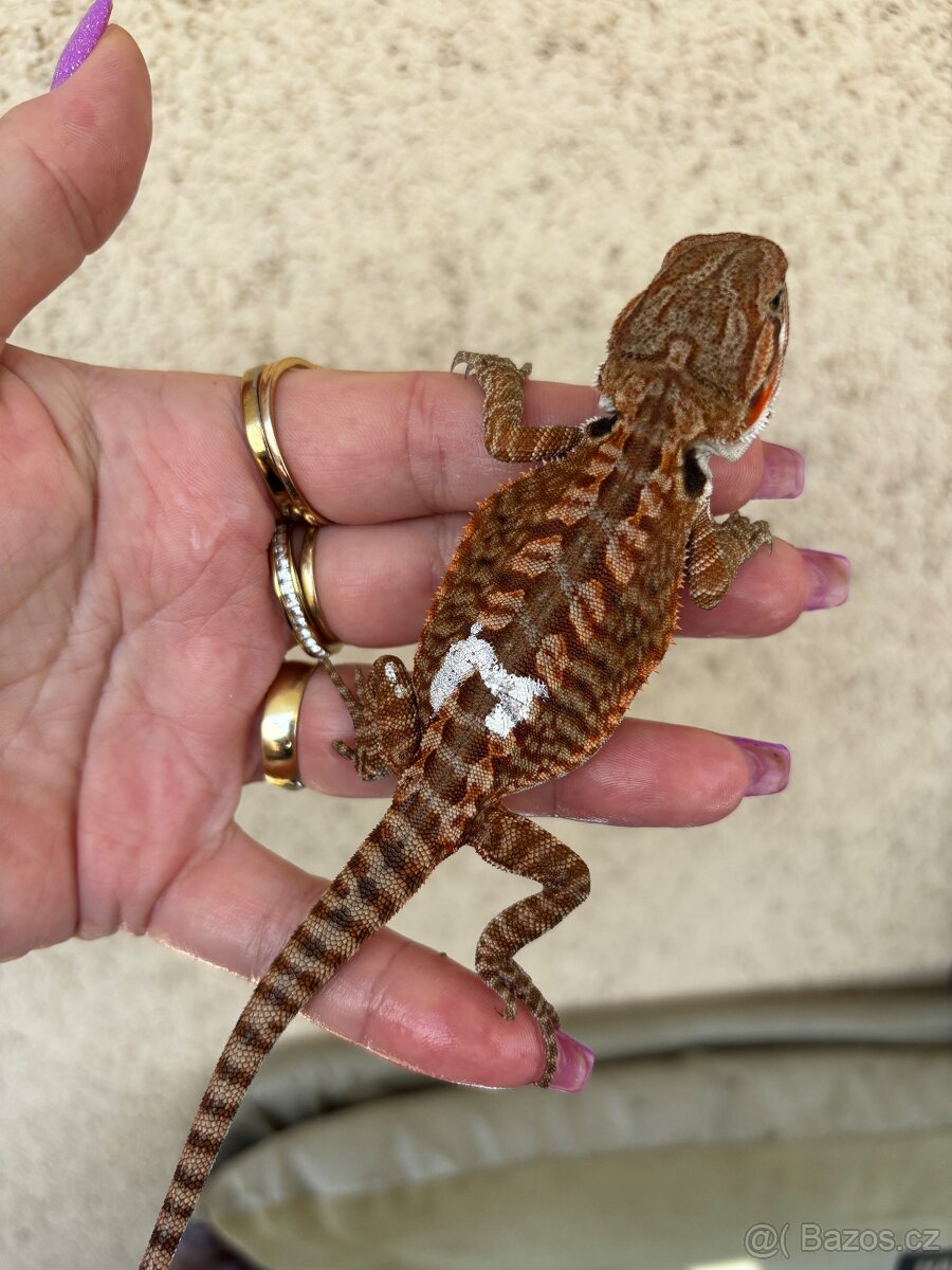 Agama vousata - samička het Trans het Hypo 100% het Witb. - 2