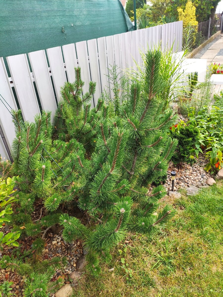 Borovice Kleč - 2