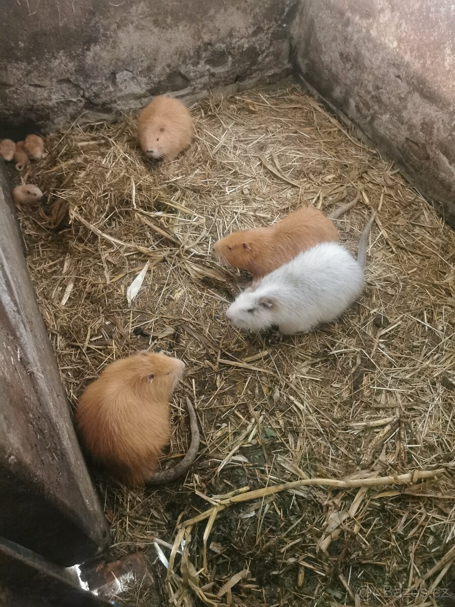Prodám mladé nutrie - 2