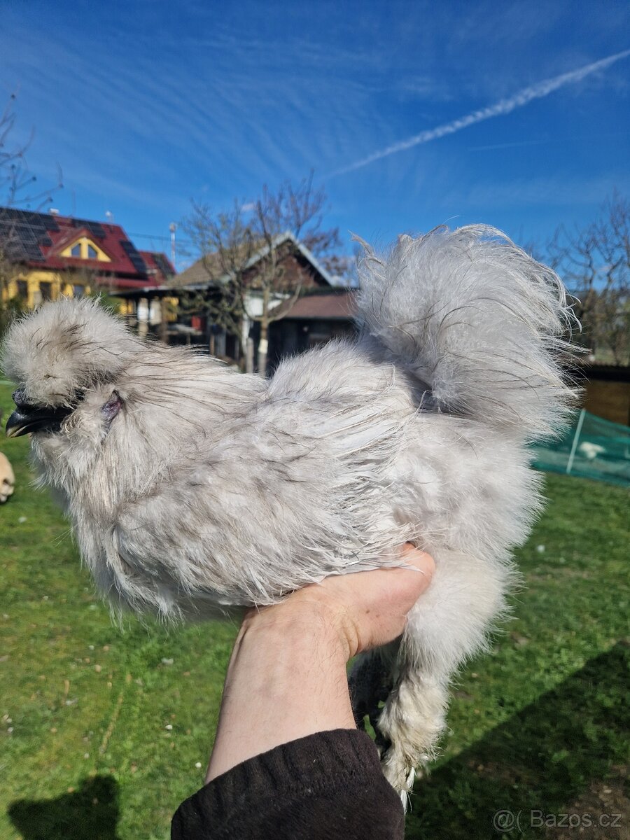 Hedvábnička EU - 2