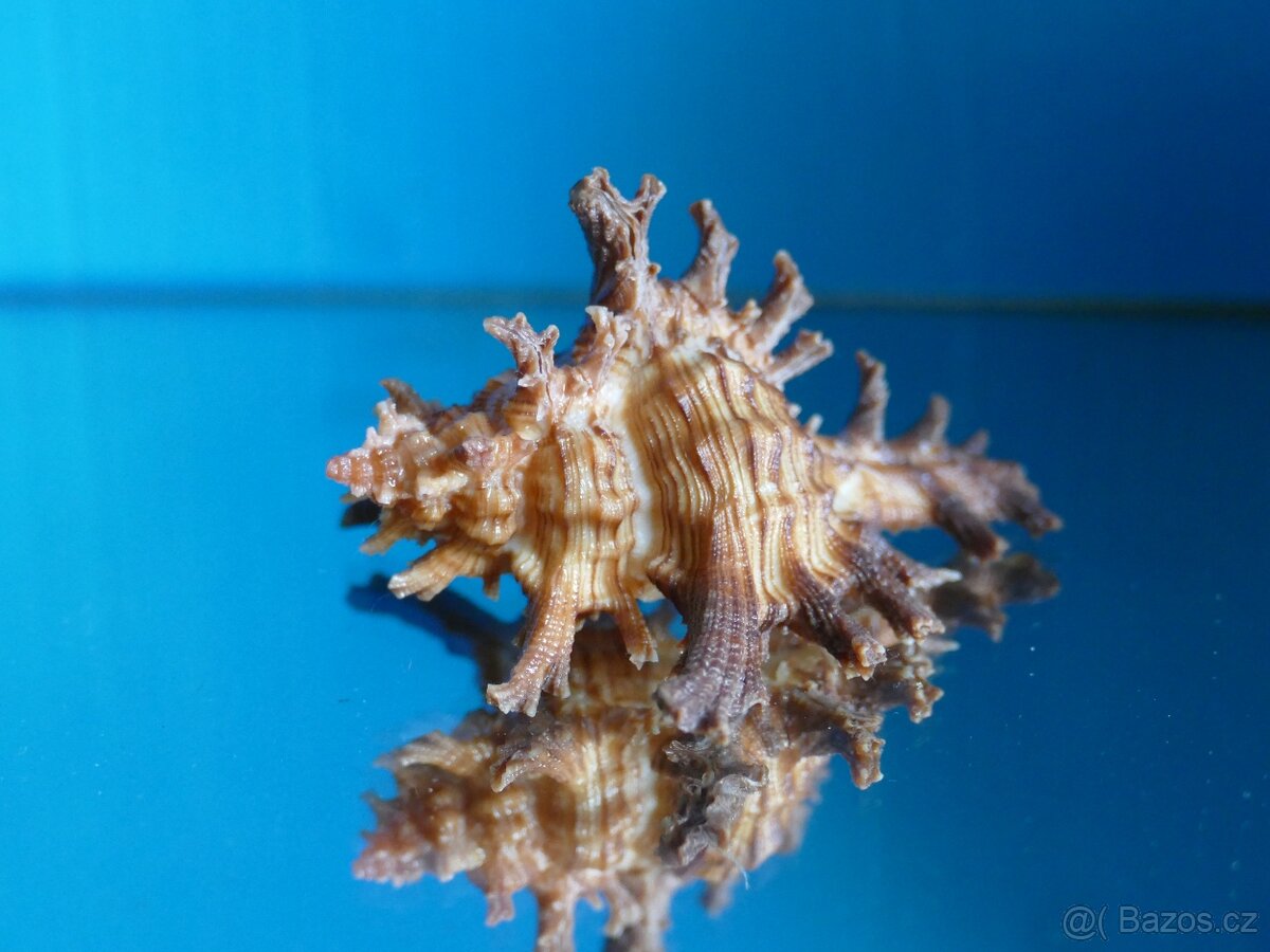 Chicoreus spectrum - 2