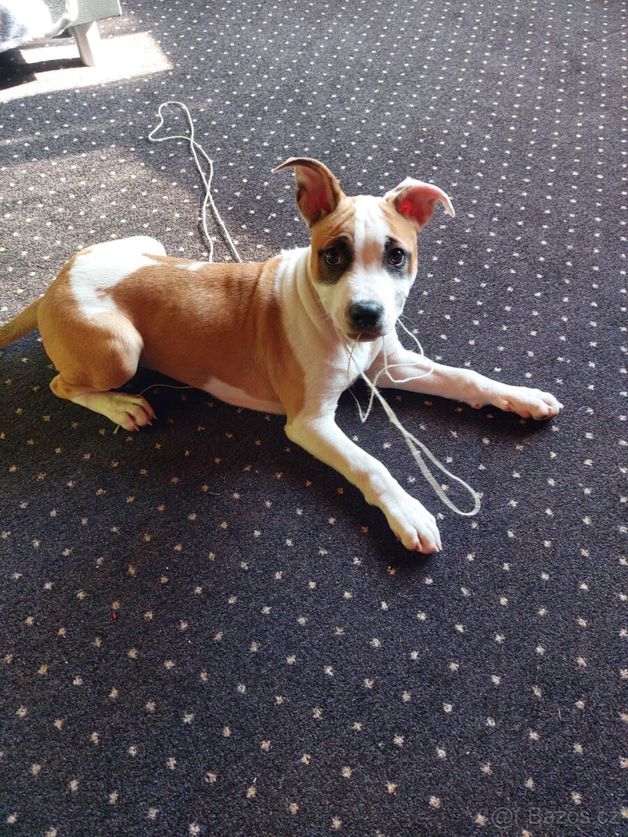 Amstaff fenka 5 měsíců - 2