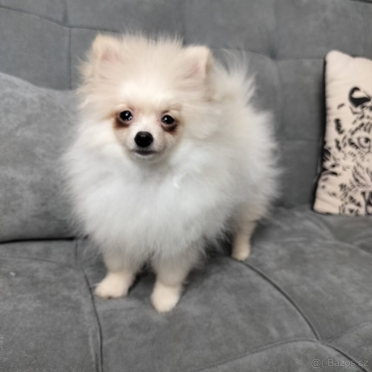 Pomeranian (Pomořanský Špic) - 2