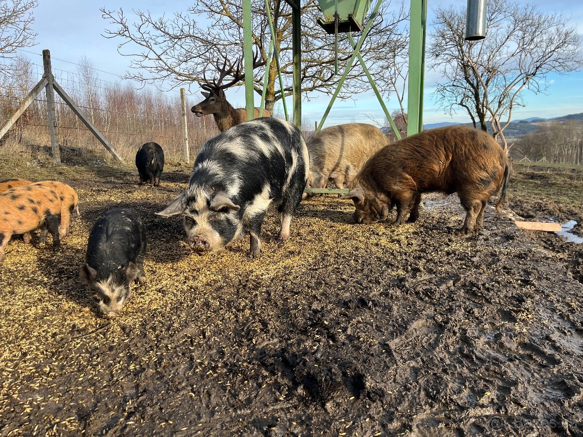 KUNE KUNE čistokrevné pastevni prase - 2