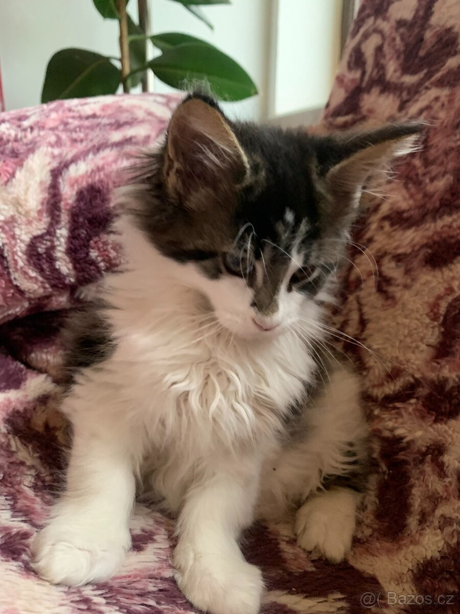 mainská mývalí - kocourci s PP - 2